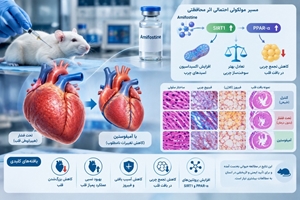 آمیفوستین در یک مطالعه حیوانی از بزرگ‌شدن غیرطبیعی قلب و اختلال در سوخت‌وساز آن کاست